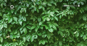 M Moser_background_40th_09 by . 